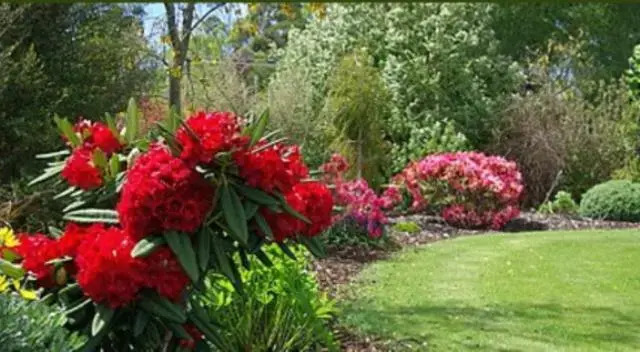 Tui Lodge