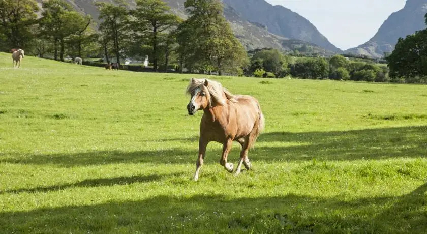 The Dunloe