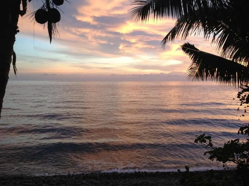 Paradise Palms