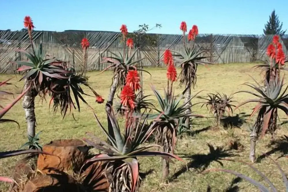 African Flair Country Lodge