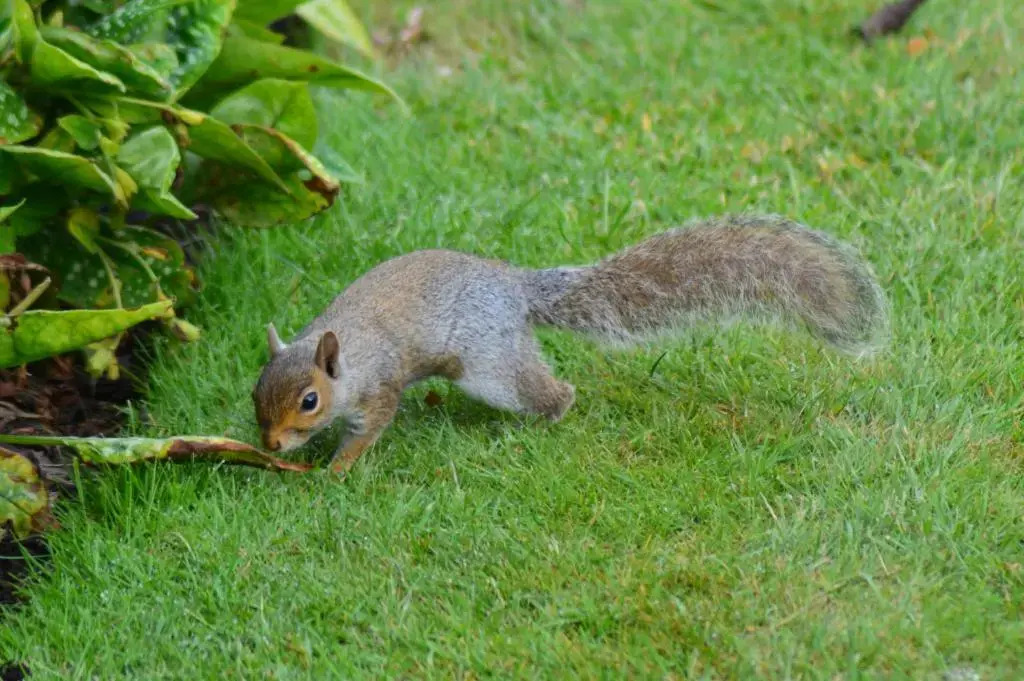 The Gem