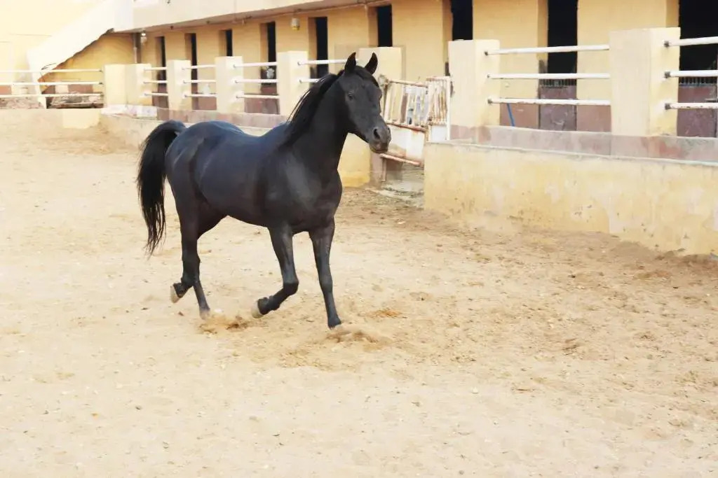 The Farm - Hotel & Horse Riding