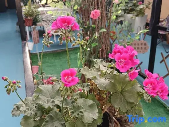 Joy Homestay