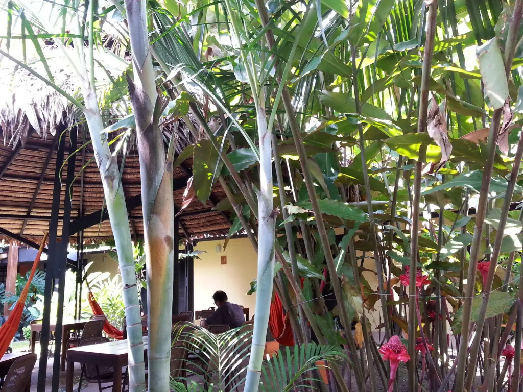 Hotel Amazon Bed And Breakfast