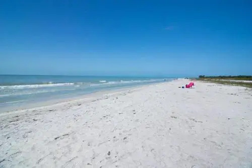 Sanddollar #C104