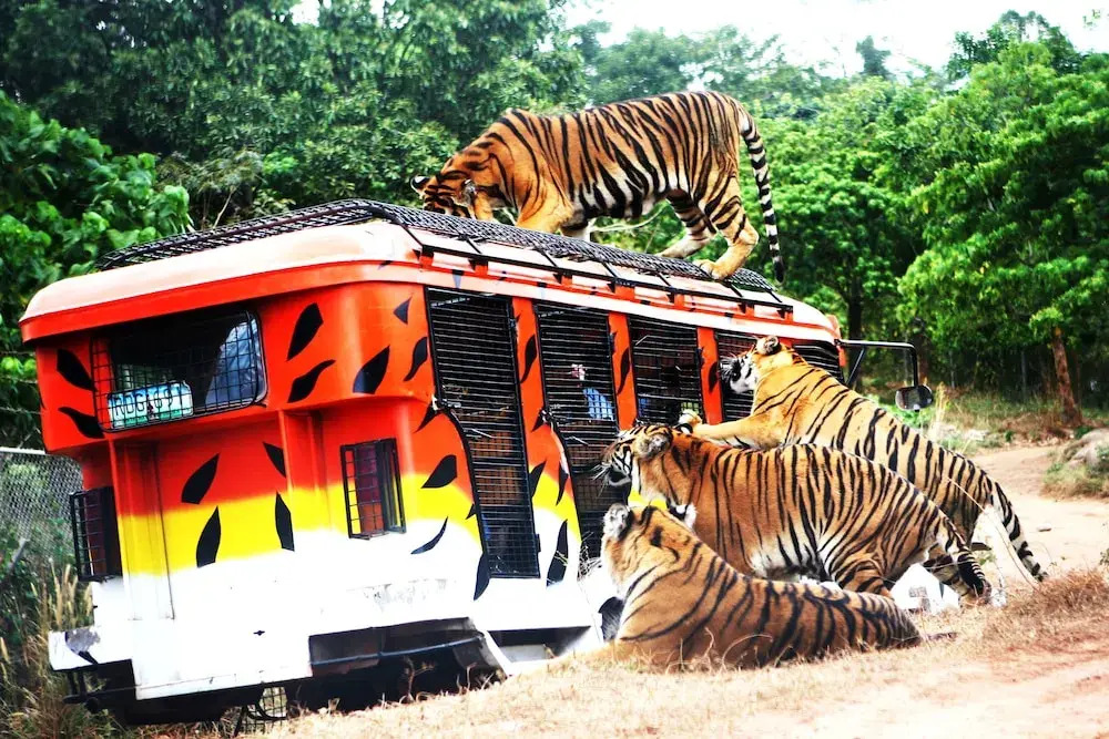 Zoobic Glampz
