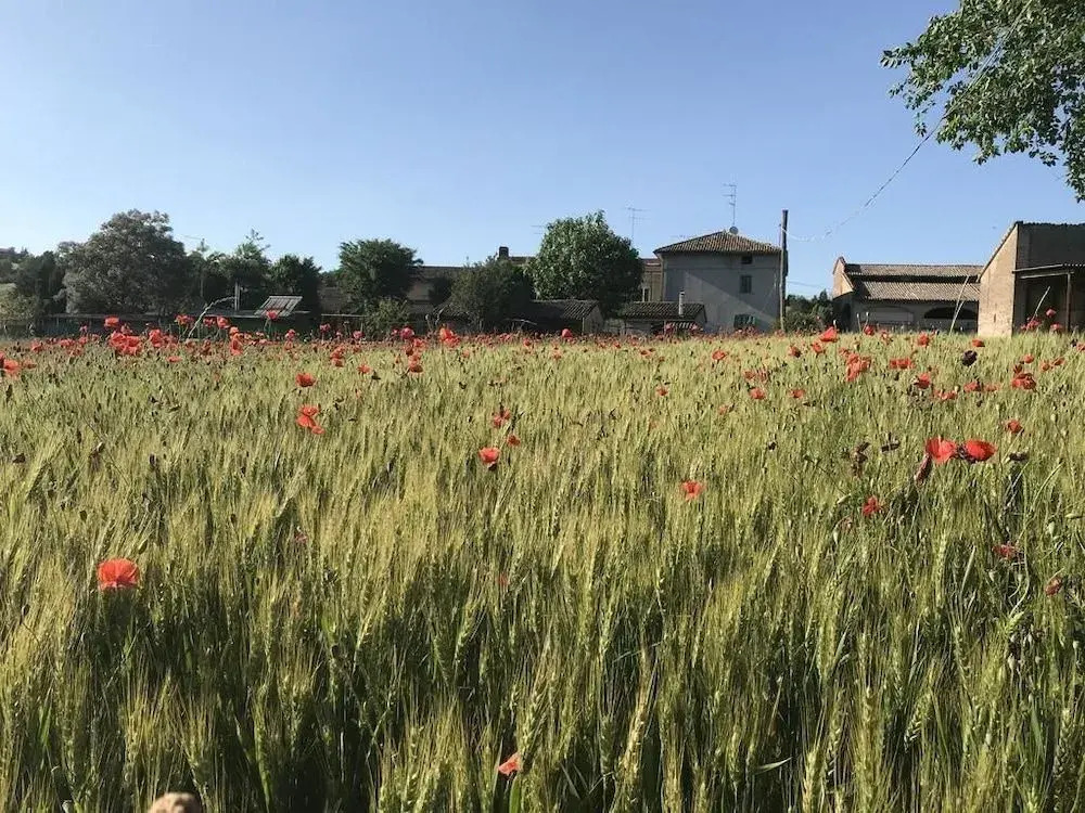 Tra i Campi Di Papaveri
