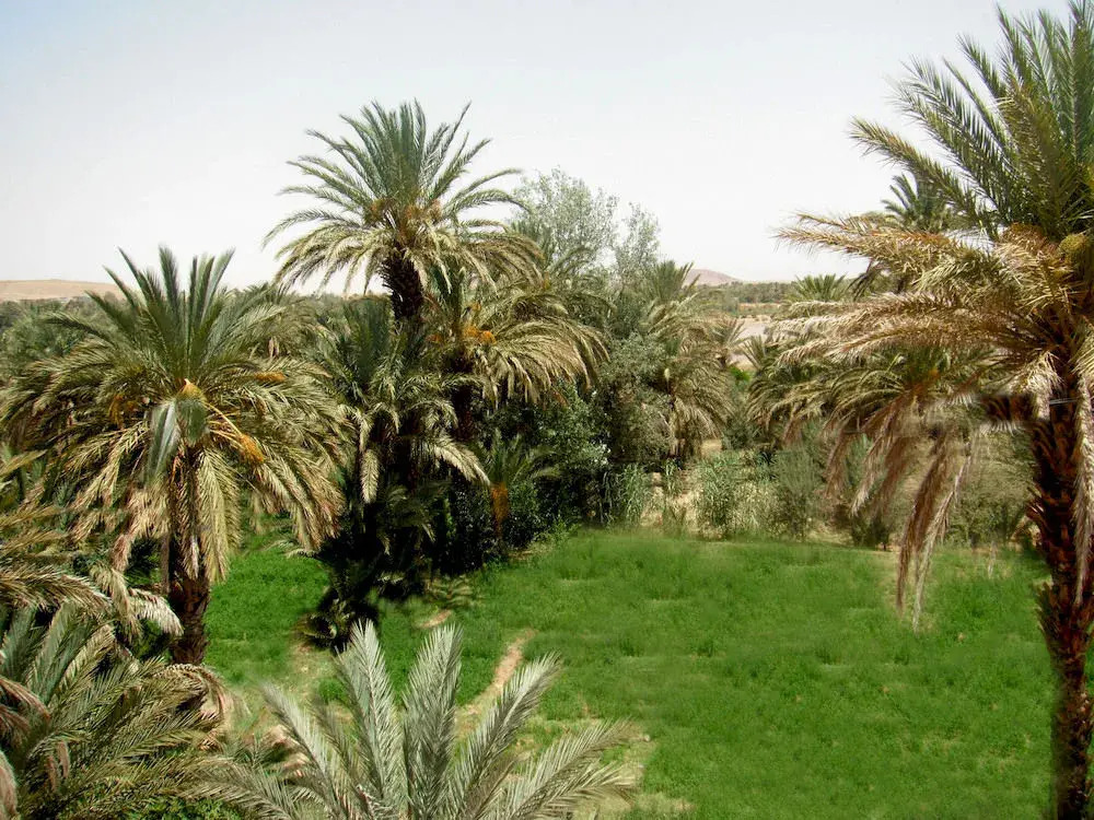 Riad Sarayas