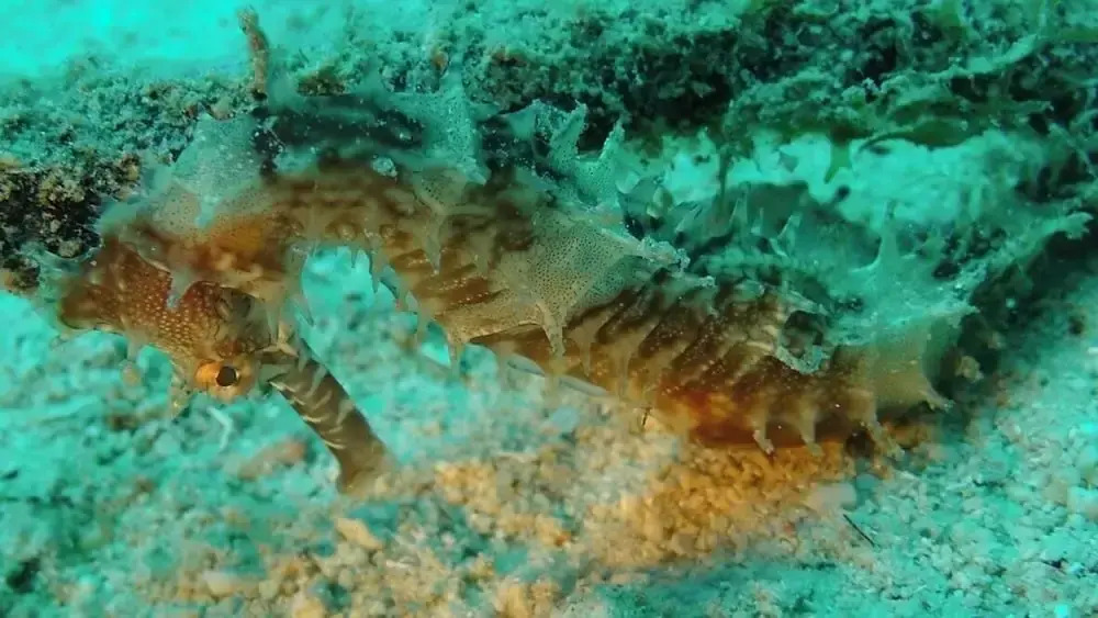 Dive Spot Asia and Brumini Beach Resort