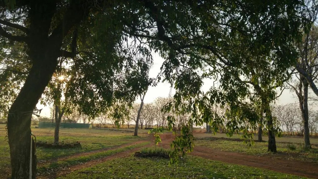 Bosque Da Neblina