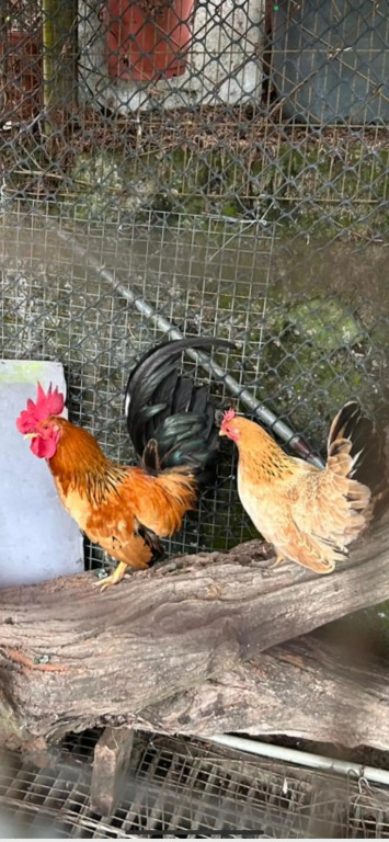 Country Homestay