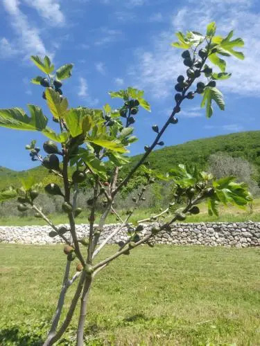 Poggio del Sole
