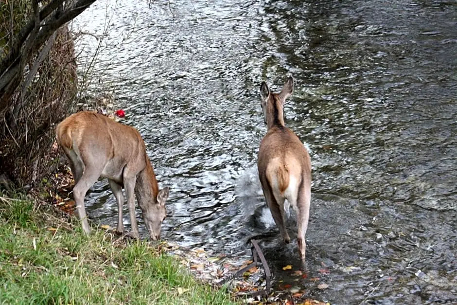 Il rifugio nel parco