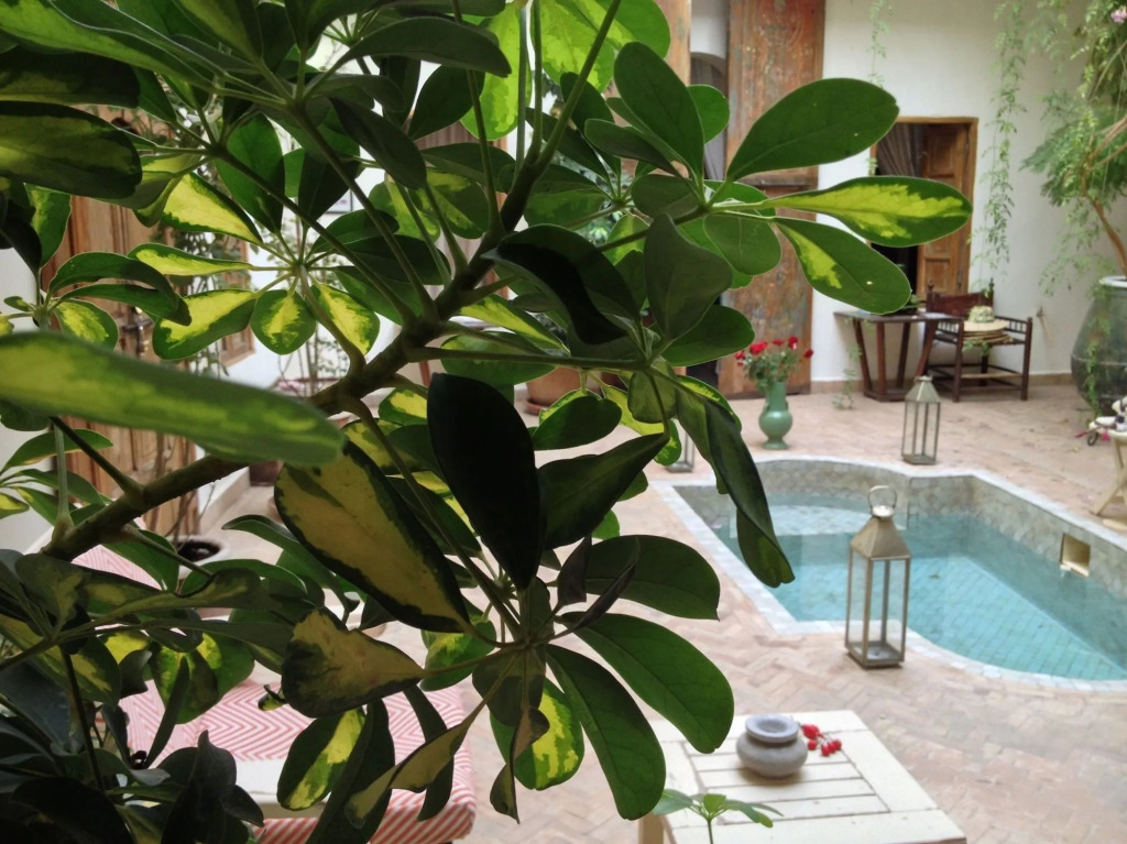 Riad Le Coq Berbère