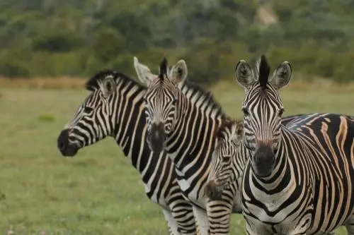 Idube Game Reserve