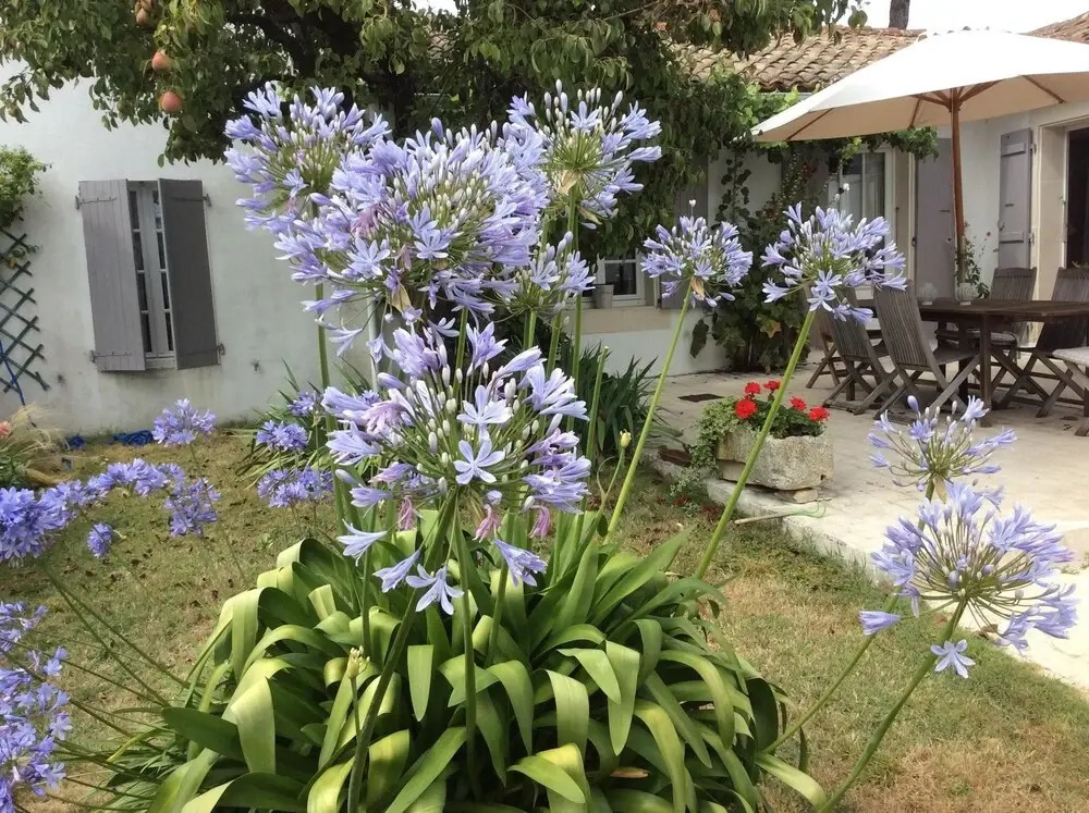 House With 4 Bedrooms in Le Bois-plage-en-ré, With Enclosed Garden and