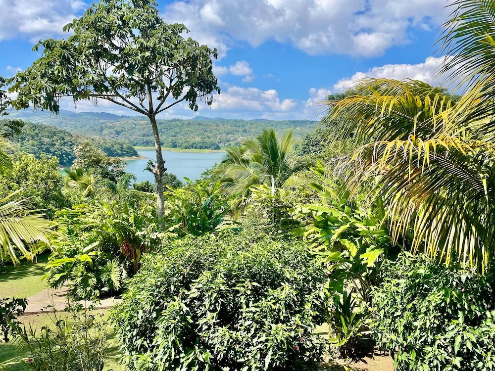 The Fruit Tree Garden Bromeliad Suite