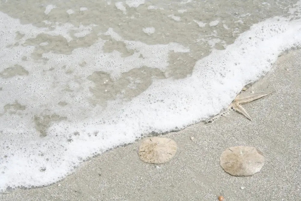 Sea Spray 1