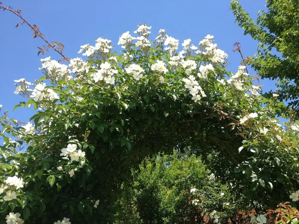 B&B Vento Di Rose