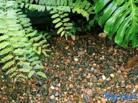 Harmony Botanical Garden Stay - 300 Plant Species & Natural Stream in the Heart of Buon Ma Thuot