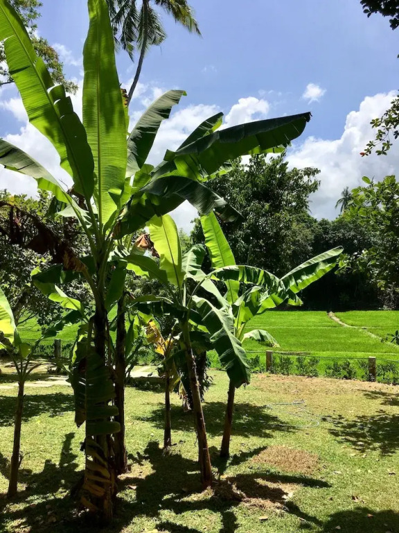 UYANA pure indulgence