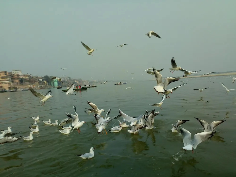 Vandana Residency