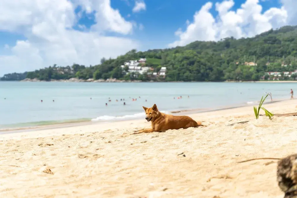 Kamala Beach Front Villas