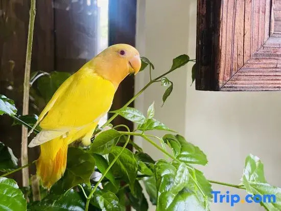 Jinglu Homestay