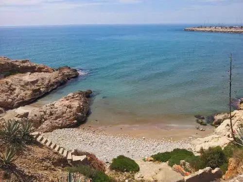 Gaviota Y Vora Mar