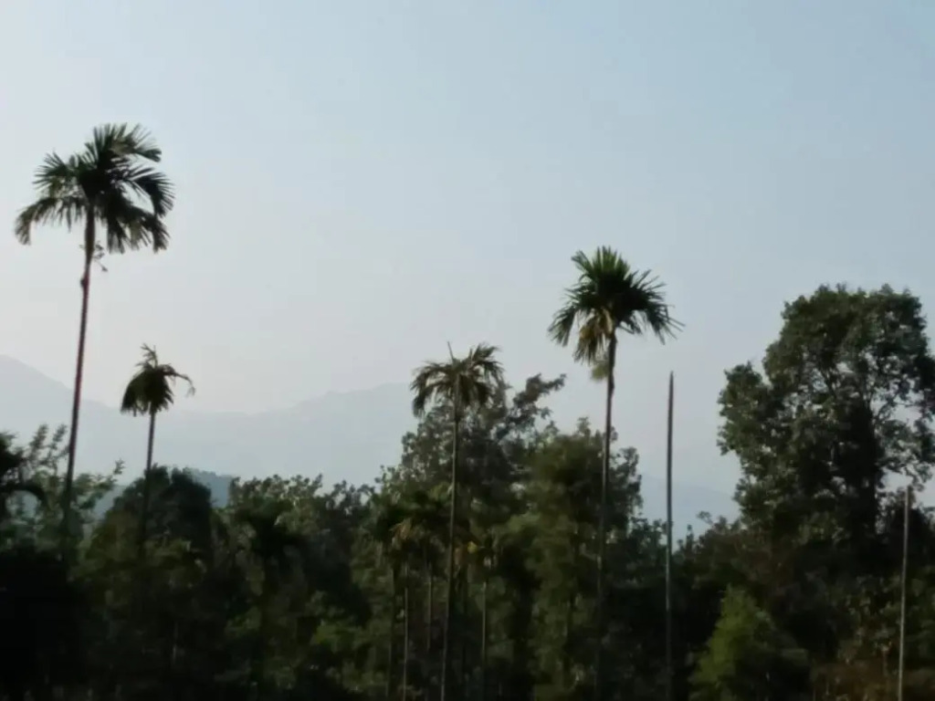Wayanad Snow Vibes