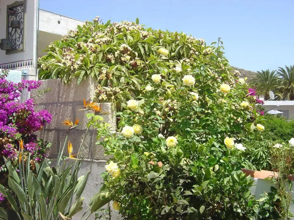Casa-Limona-in-Teneriffas-sonnigem-Sueden