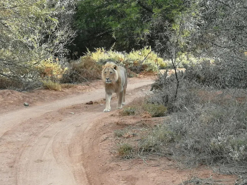 Gondwana Family Lodge