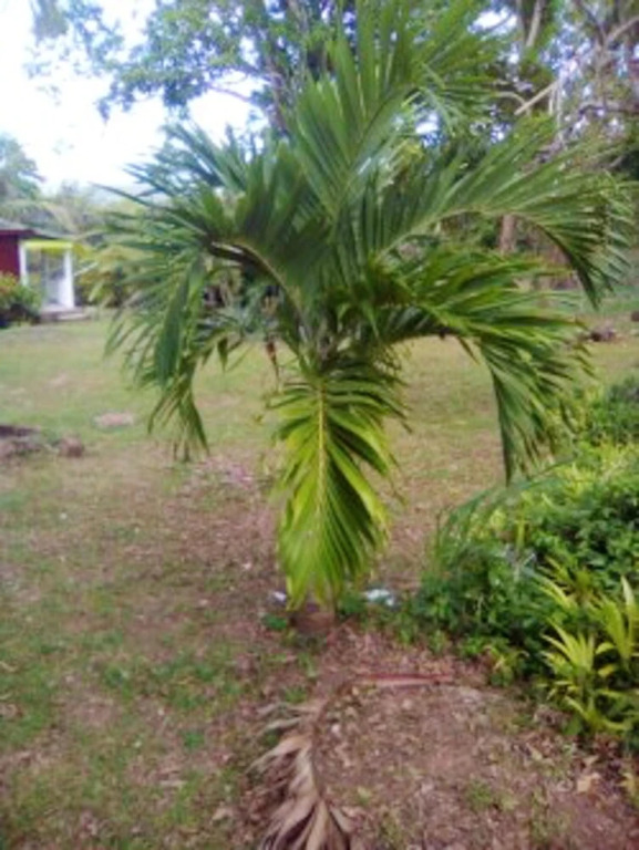 House With 3 Bedrooms in Sainte-rose, With Wonderful Mountain View, Furnished Garden and Wifi - 2 km From the Beach