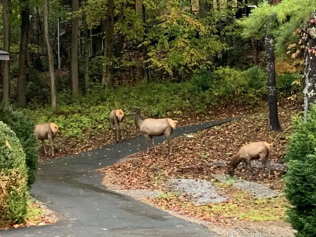 Route 19 Inn