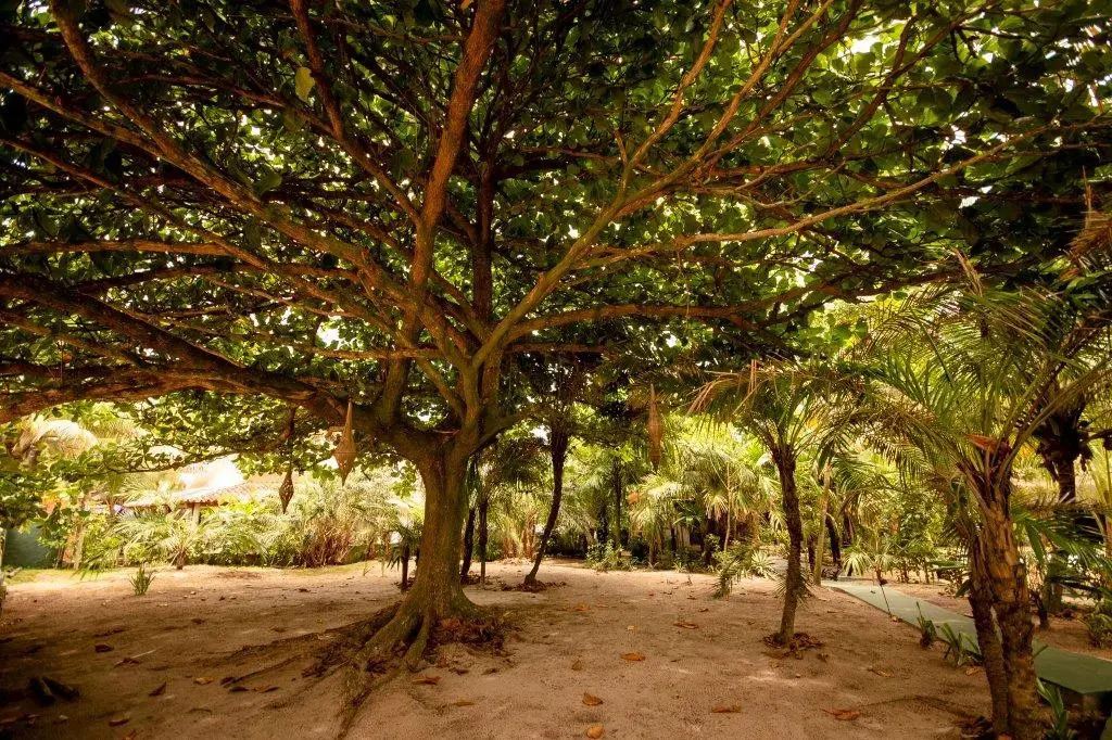 Na Villa dos Algodões