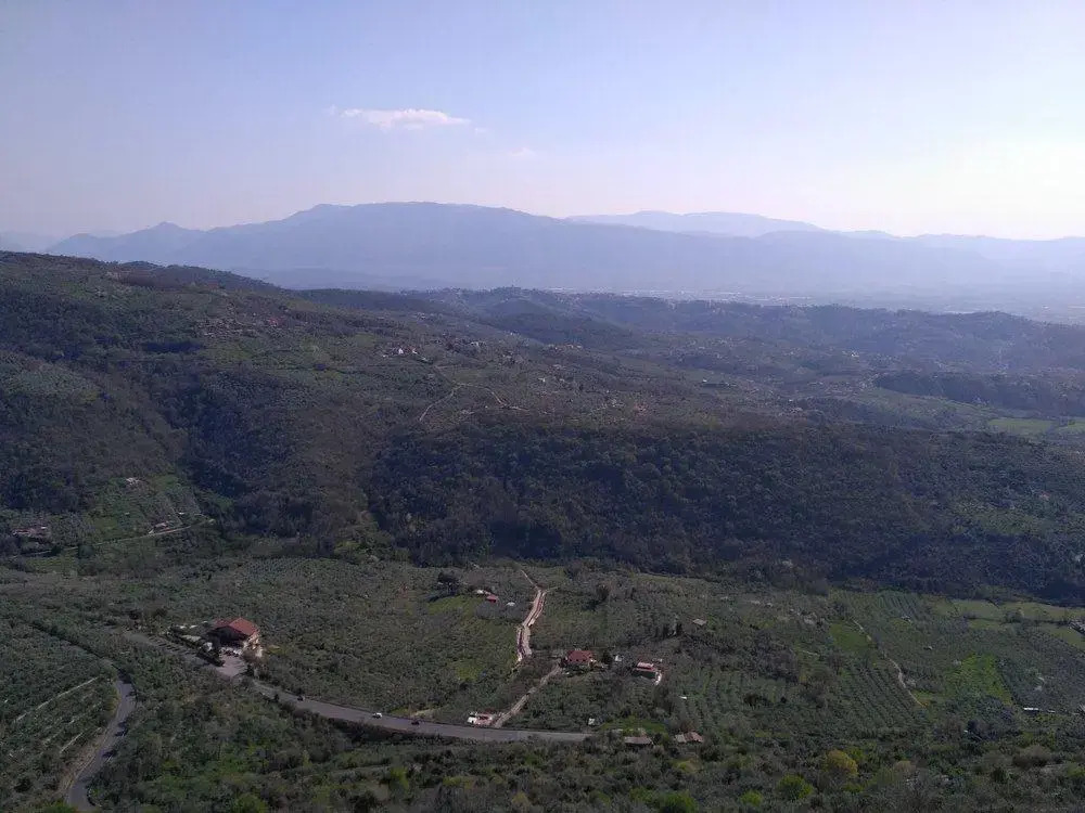 Paradisiello