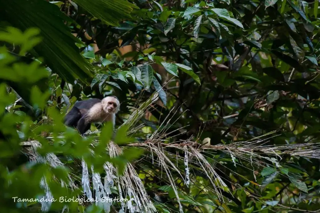 Complejo Ecoturistico Tamandua