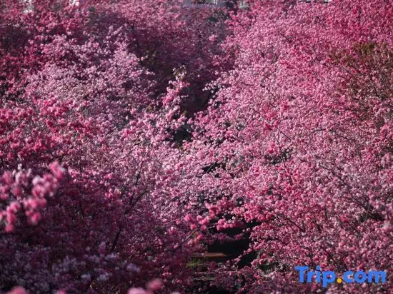 No. 5 Courtyard of Dali Shanshui(Daili Ancient city）