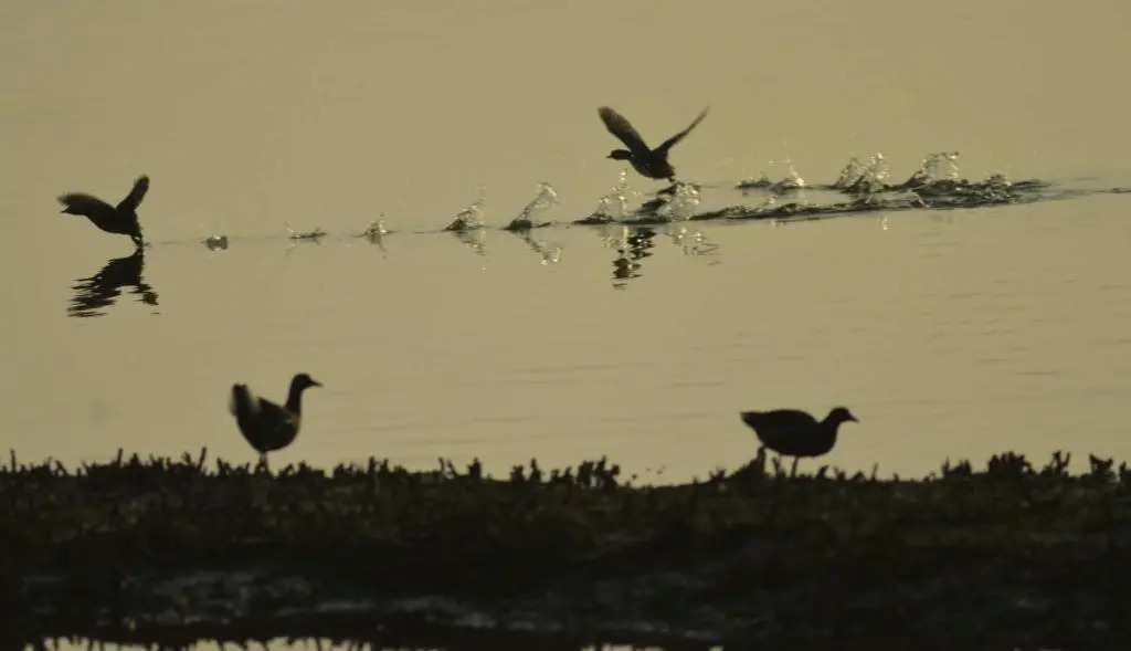 Water Bird Family
