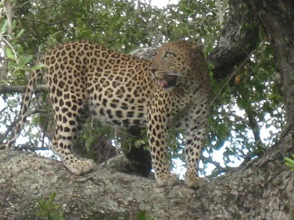 Bushwise Safari Lodge