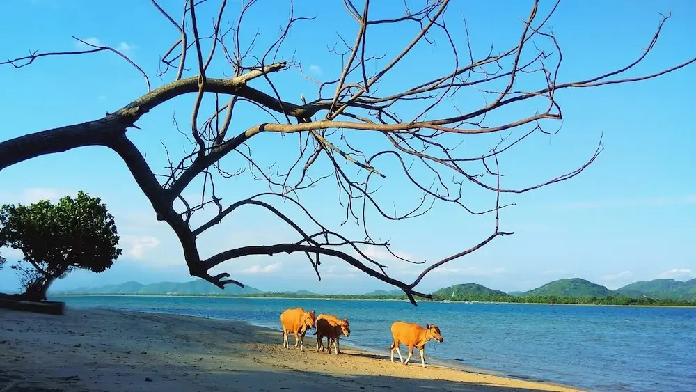 Catappa Village Lombok