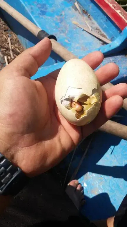 Caseta Morritos