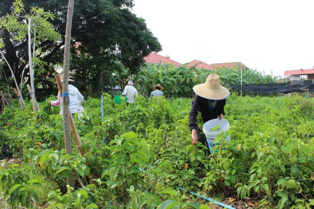 Racha Herb Gardens