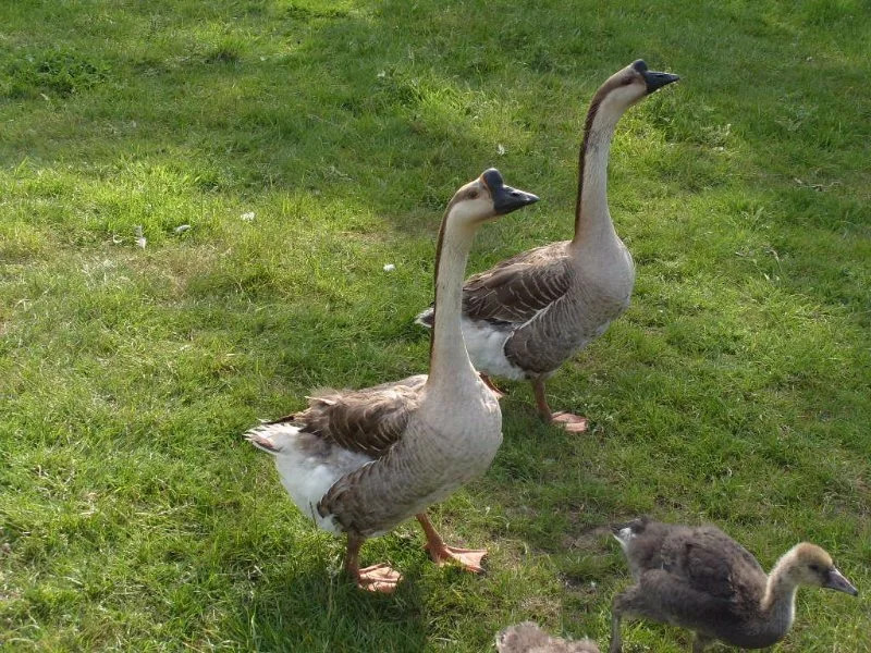 Wings Wildlife Park