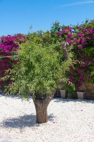 Bed And Breakfast 4 Stars Aliki