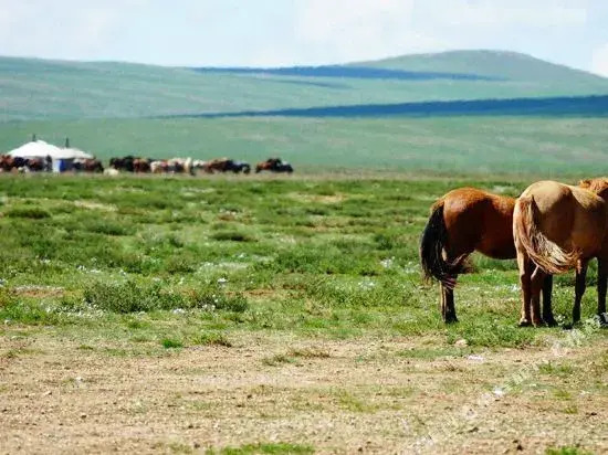 Top Tour & Guesthouse Mongolia