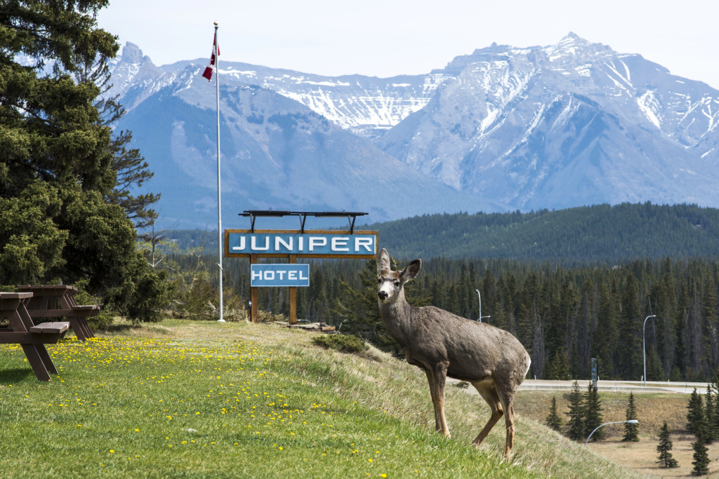 The Juniper Hotel & Bistro