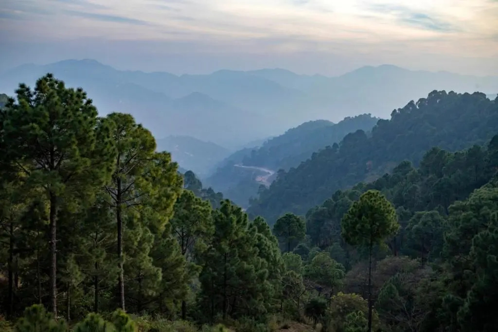 Kasauli heights