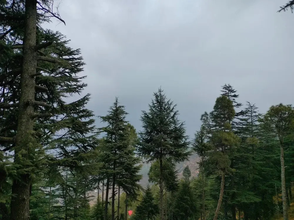 The Alpine Vista