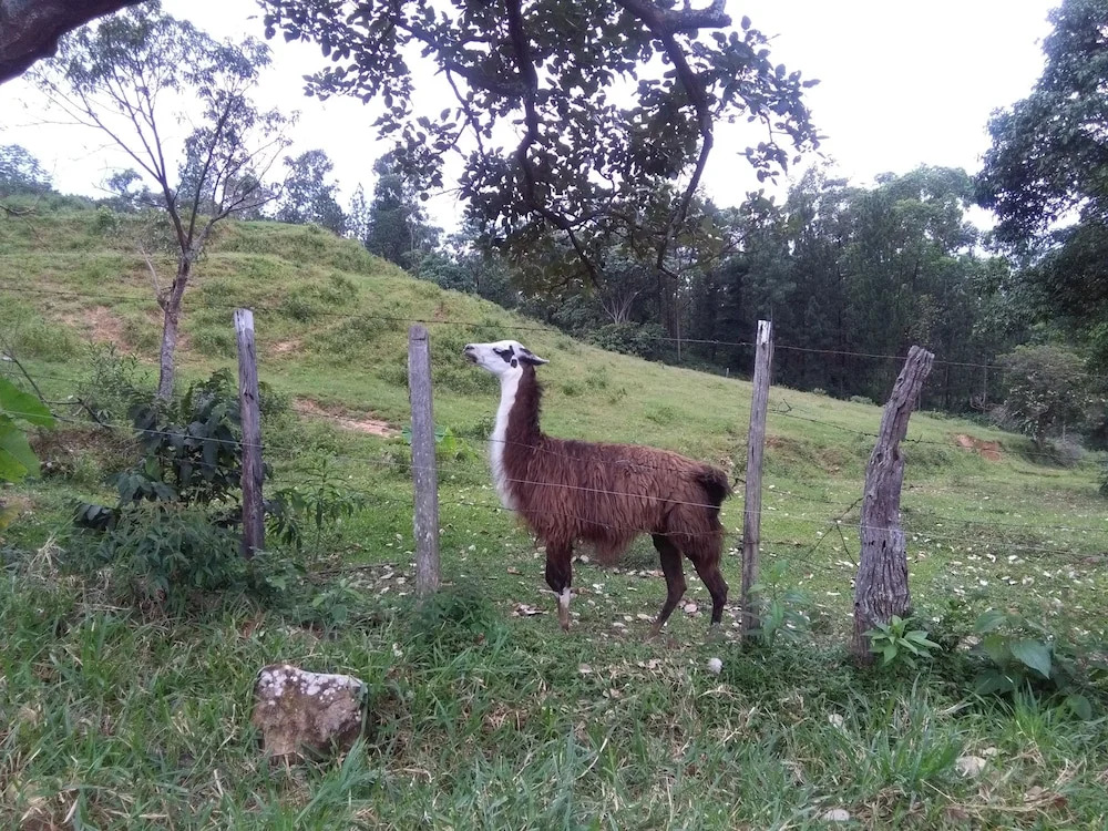 Bella Mar Verde